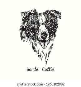 Border Collie Muzzle Front View. Ink Black And White Doodle Drawing In Woodcut Style.