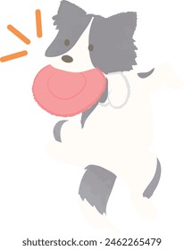 border collie jugando con juguetes