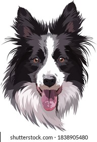 Border collie portrait, vector illustration. Head, muzzle, smart dog