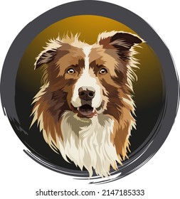 Border collie portrait, vector illustration.