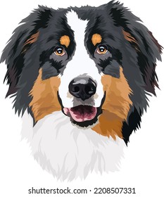 Border collie portrait, vector illustration. Head, dog