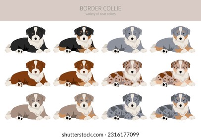 Border collie puppies clipart. All coat colors set.  All dog breeds characteristics infographic. Vector illustration