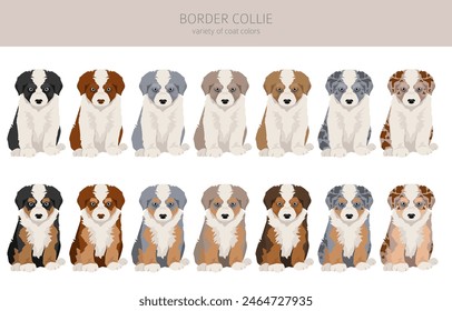 Border collie puppies clipart. All coat colors set.  All dog breeds characteristics infographic. Vector illustration