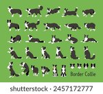 Border Collie A set of various movements and views.