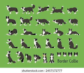 Border Collie A set of various movements and views.