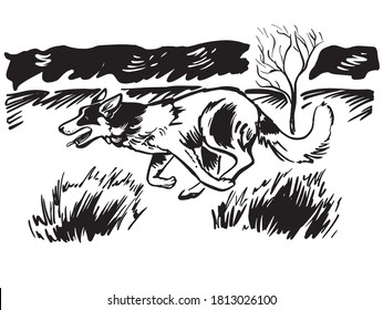 Border Collie sheepdog runs in the steppe outline draw.Vector hand drawn dog vintage illustration. Pastoral landscape. Vector stock illustration.