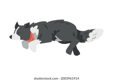 Border Collie Shepherd Pet Dog in Red Neckerchief Running and Jumping Cartoon Vector Illustration