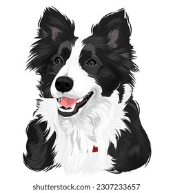 border collie smart personality puppy vector art