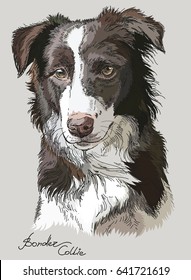  Border collie vector hand drawing illustration in different color on grey background