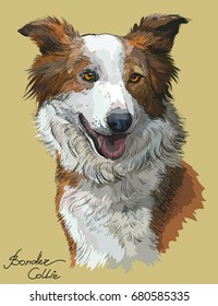  Border collie vector hand drawing illustration in different color on beige background