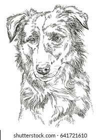  Border collie vector isolated hand drawing illustration in black color on white background