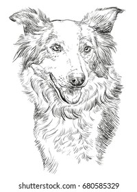  Border collie vector isolated hand drawing illustration in black color on white background