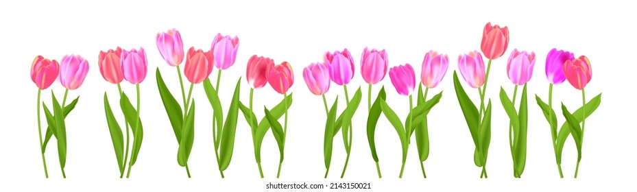 Border of colorful spring blossom tulips. Nature floral concept isolated. Seasonal design elements for decor card, banner, ticket, leaflet, poster, invitation, congratulation and so on.