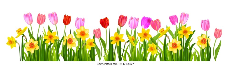 Border of colorful spring blossom tulips and narcissus. Nature floral concept isolated. Seasonal design elements for decor card, banner, ticket, leaflet, poster, invitation, congratulation and so on.