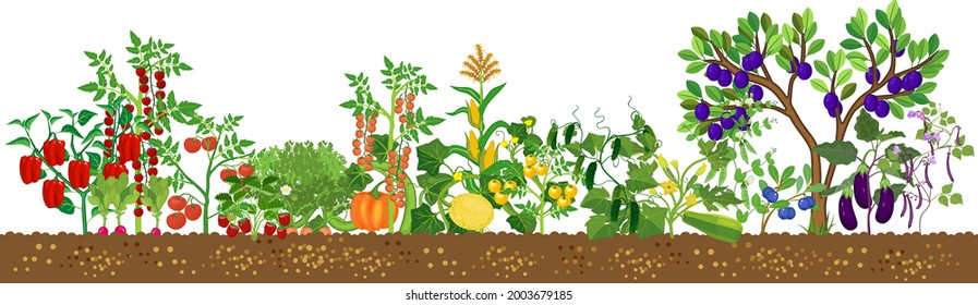 Border with different agriculture plants with ripe fruits and vegetables in all colors of rainbow isolated on white background. Harvest time