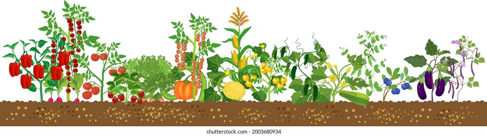 Border with different agriculture plants with ripe fruits and vegetables in all colors of rainbow isolated on white background. Harvest time