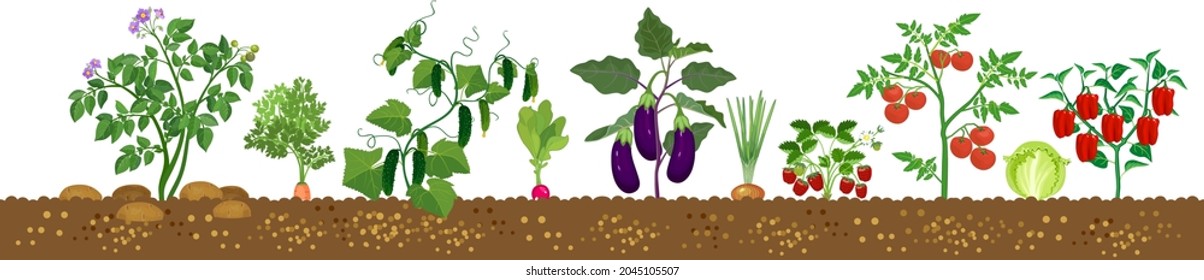 Border with different agriculture plants with ripe vegetables isolated on white background. Harvest time