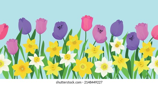 Border of flowers of tulips and narcissus, daffodils.