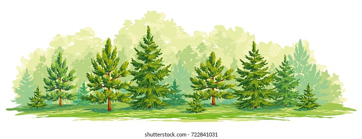 Border of a forest with young fir and pine trees. Vector graphic. EPS8