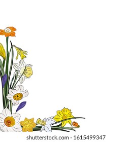 border, frame with daffodils. Spring flowers, yellow and white daffodils. Hand drawing isolated.
