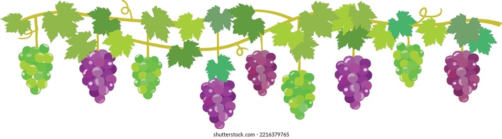 Border frame illustration of grape vine