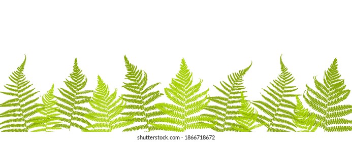 Border with green fern leaves for spring and summer natural design