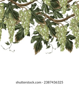 Border with green grapes branches. Vector.