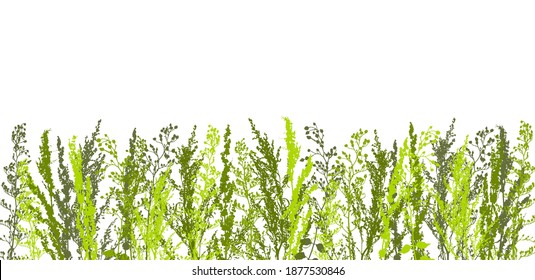 Border with green grass on white - silhouettes of wild herbs for natural spring and summer design