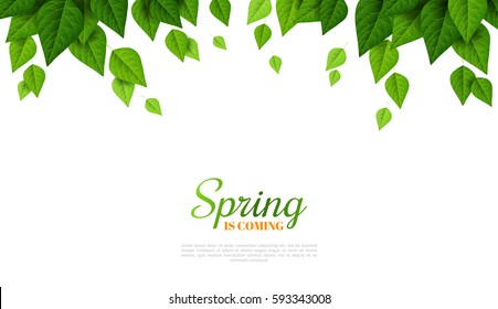 Border with green leaves on white background. Fresh spring foliage. Vector illustration. Environment and ecology backdrop