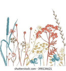 Border with hand drawn herbs and flowers