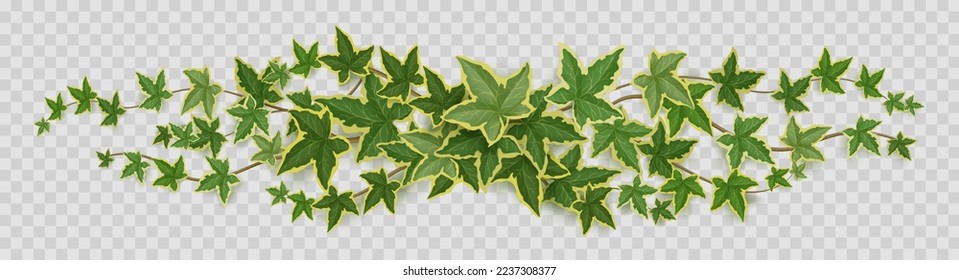 Border of ivy vines, lianas with green leaves. Long wavy creeper branches, climbing plants twigs isolated on transparent background, vector realistic illustration