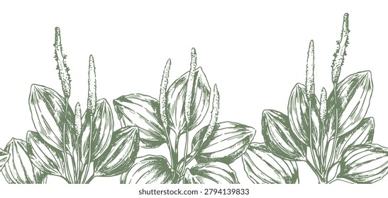 border of medicinal plants plantain. seamless frame in sketch style