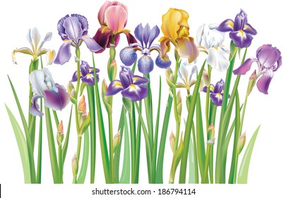 Border of multicolor Iris flowers