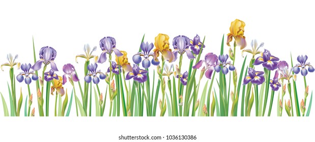 Border with multicolor vector Irises