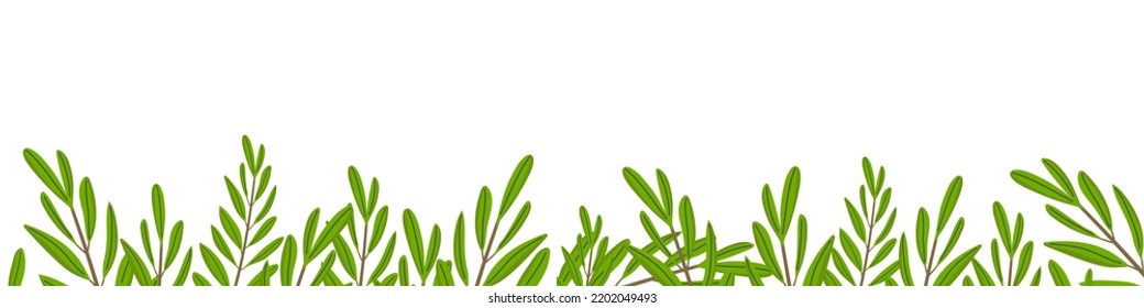 Border of olive branches isolated on white background. Botanical green leaves with copy space. Horizontal banner. Concept of ecology, nature, gardening. Vector illustration, flat design