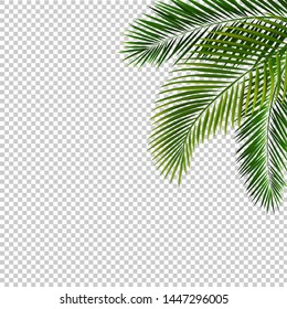 Border With Palm Leaf Isolated Transparent Background With Gradient Mesh, Vector Illustration