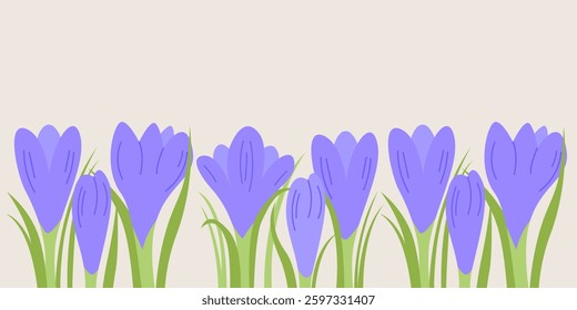 Border of purple crocus flowers. Botanical spring vector flat illustration. Floral horizontal banner with place for text