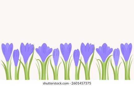 Border of purple crocus flowers. Botanical spring vector flat illustration. Floral horizontal banner with place for text