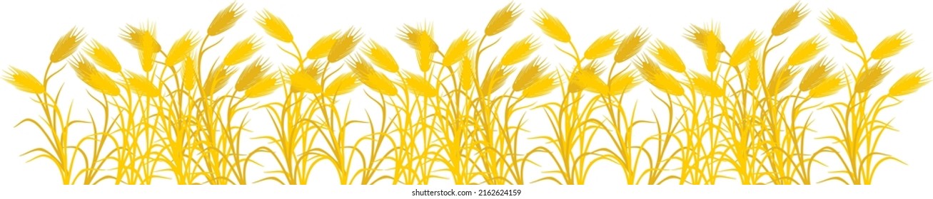 Border with ripe yellow rye plants isolated on white background