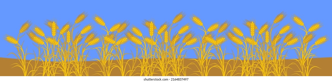 Border with ripe yellow rye plants on blue background