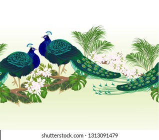 Border  seamless background peacock beauty exotic bird  and tropical flowers watercolor vintage vector illustration editable hand drawn  