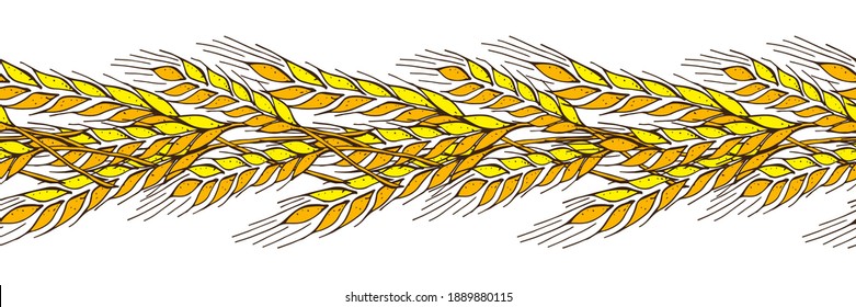Border, seamless pattern, ornament   Bouquet of ears of rye or wheat  Gold spikelet, spica, isolated on white  background. Contour lines, sketch, hand drawing Flat design vector illustration