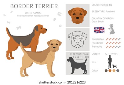 Border terrier clipart. Different coat colors and poses set.  Vector illustration