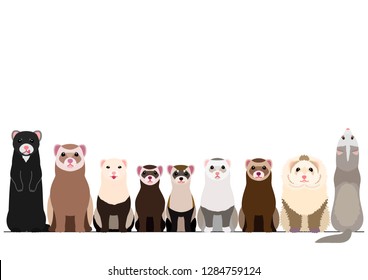 border of various ferrets