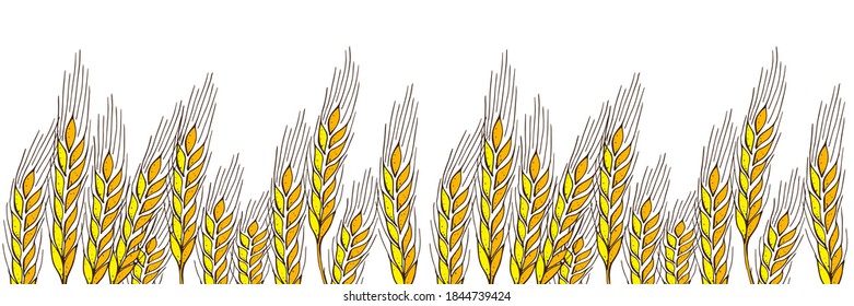Border of yellow ears, gold spikelets, spica, isolated on white  background. Contour lines, sketch, hand drawing Flat design vector illustration