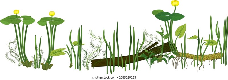 Border with yellow water-lily (Nuphar lutea) plant with green leaves, yellow flower and rhizome and other aquatic plants isolated on white background. Underwater pond detail