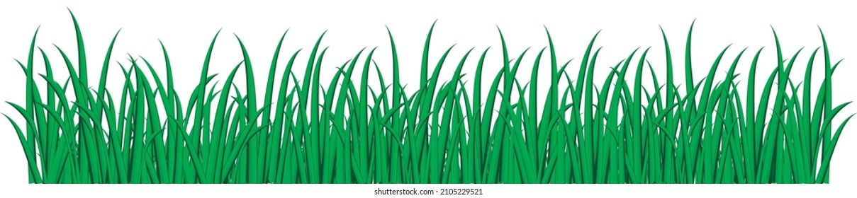 Borders Of Green Grass. Tall Green Fresh Grass Isolated On A White Background
