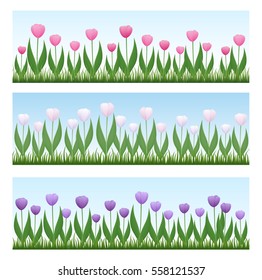 Borders of tulips