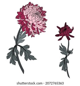 Bordo japanese chrysanthemum flower and leaves composition.Line simple colored Illustration. Can by use for wedding invitations and greeting cards.