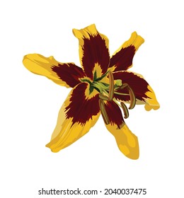Bordo yellow lily flower isolated on white background. Realistic  illustration.